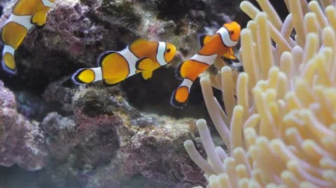 Clown fish play Stock Footage 11233624