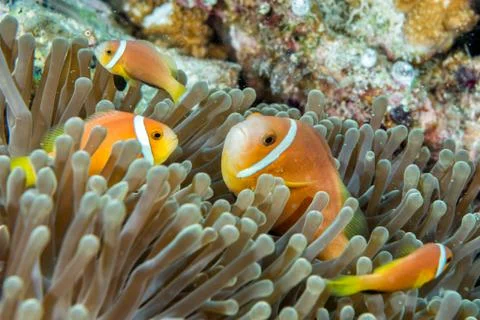 Clown fish portait while looking at you from anemone tentacles Stock Photos