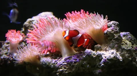 A Clown Fish protects itself within a stinging sea anemone. Stock Footage 46494515