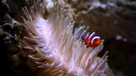 A Clown Fish protects itself within a stinging sea anemone. Stock Footage 46494702