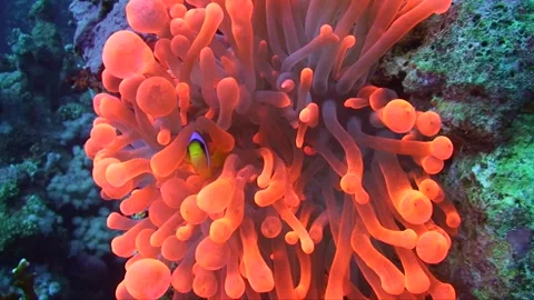 Clown fish in red anemone Stock Footage 263030472