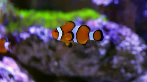 Clown Fish Reef Stock Footage 22260595