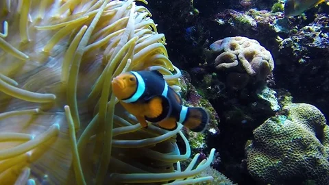 Clown Fish on the Reef Stock Footage 84667176