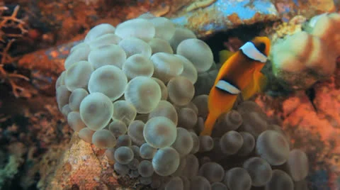 Clown fish at the ship wreck Stockbeeldmateriaal 22698449