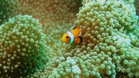 Clown fish slow motion Video stock 112315940