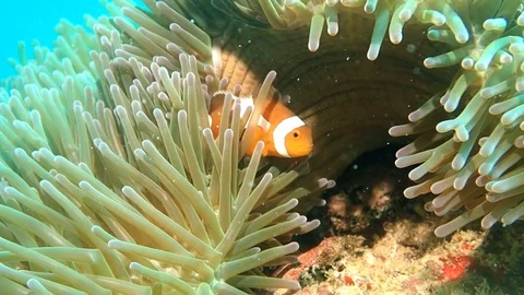 Clown fish in slow motion Stock Footage 114991037
