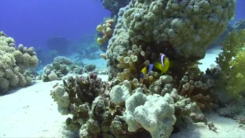 Clown fish in small pinnacle sandy bottom Stock Footage 263030473