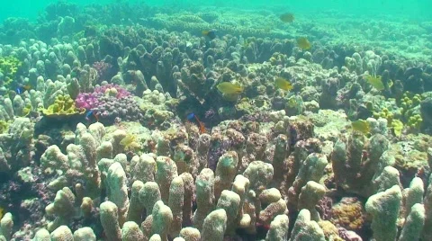 Clown fish staying close Stock Footage 330923