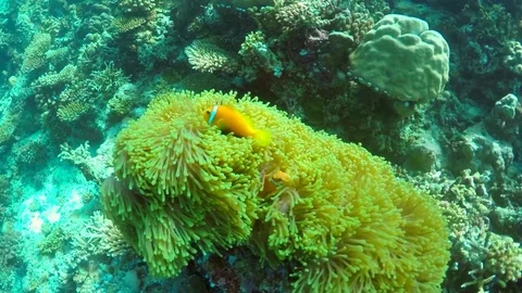 Clown fish swim over the coral reef of a tropical island, slow motion. Stock Footage