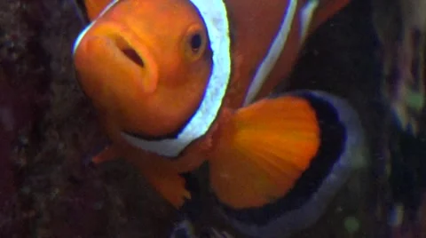 Clown fish swimming Vídeos de archivo 45869697