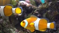 Clown Fish Swimming Looking For The Light, Searching Struggle  Stock Footage