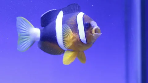 Clown fish swims Video stock 121324221