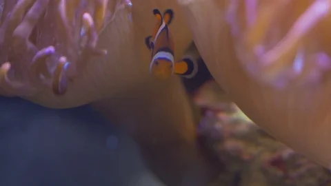 Clown fish in tank Stock Footage