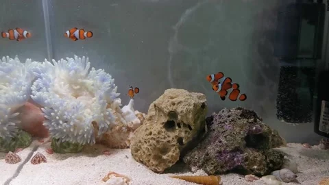 Clown fish in tank Stock Footage 239796342