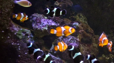 Clown fish V4 - HD  Stock Footage 512491