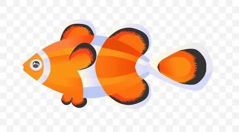 Clown fish vector illustration on blank background Illustrazione stock