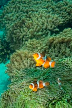 Clown fish while looking at you from anemone while diving in Indonesia Stock Photos