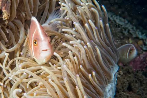 Clown fish while looking at you from anemone while diving in Indonesia Stock Photos