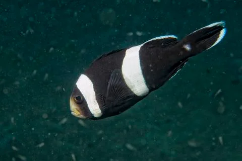 Clown fish while looking at you from anemone while diving in IndonesiaCebu Ph Stock Photos