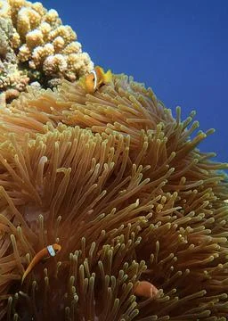 Clown Fish While Looking At You From Anemone While Diving In Maldives Stock Photos