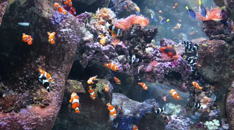 Clown Fish Wide 01 Stock Footage 40027827