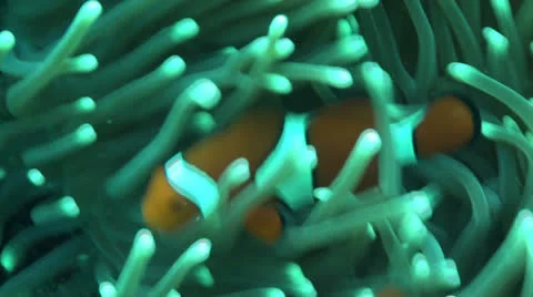 Clown fish2 Stock Footage 22824035