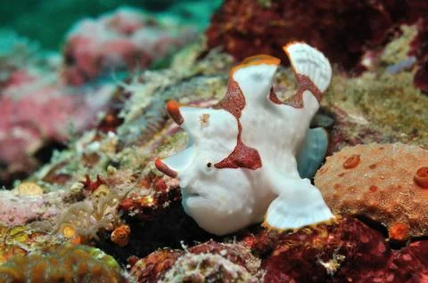 Clown frogfish Stock Photos