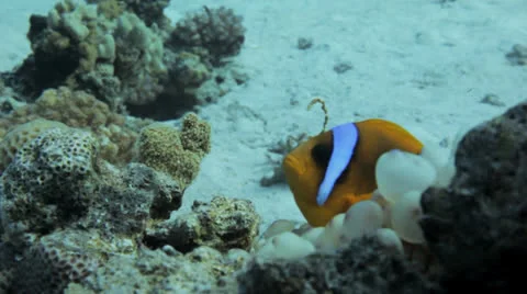 Clown hide in the anemone 動画素材 22735309