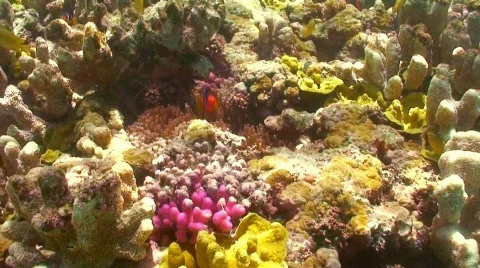 Clown Hiding Stock Footage 331089