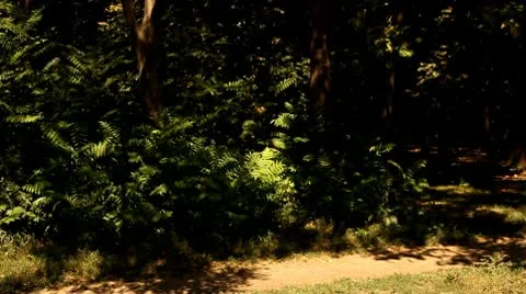 Clown jump on background of the foliage Stock Footage 10610443