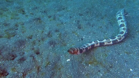 Clown Snake eel burrows into sea floor Stock Footage 107059013