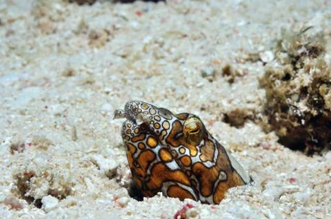 Clown snake eel Stock Photos