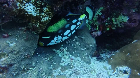 Clown tiger fish in the cave Stock Footage 345785910