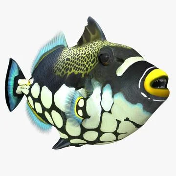 Clown Trigger Fish 3D Model