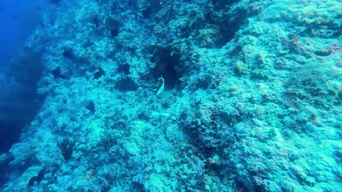 Clown trigger fish is beautiful, but highly aggressive Vídeo Stock 272565306