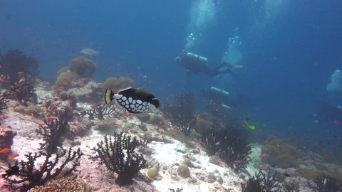 Clown trigger fish. Fascinating scuba diving on the reefs of the Maldives. Stock Footage 112009183
