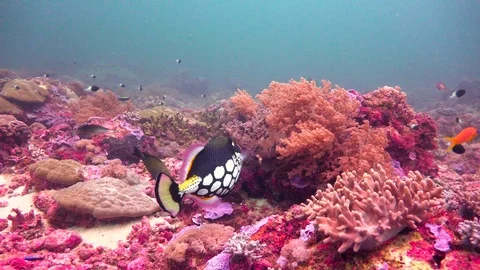 Clown trigger fish. Stock Footage 75155059