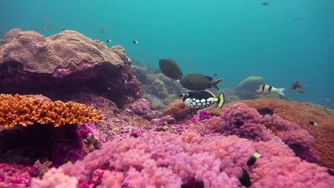 Clown trigger fish. Stock Footage 75891208