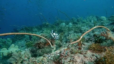 Clown Trigger fish Stock Footage 300432284