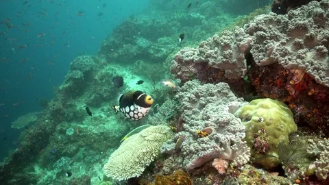 Clown trigger fish on a tropical coral reef in Indonesia Stock Footage 112990179