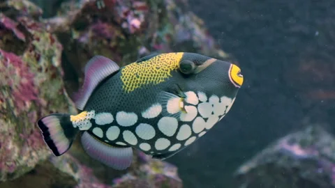 Clown Triggerfish also known as Balistoides Conspicillum in the Deep Water. Stock Footage 320018719