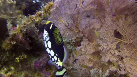 Clown triggerfish (Balistoides conspicillum) in coral of Raja Ampat Video stock 90491153