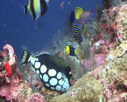 Clown Triggerfish feeding Stock Footage 1091213