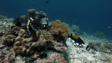 Clown triggerfish fight over territory Stock Footage 345773007