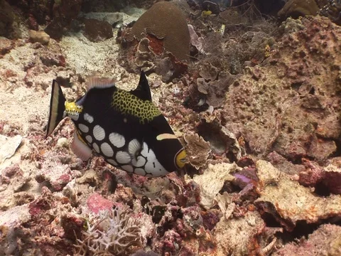 Clown Triggerfish Stock Footage 98475557