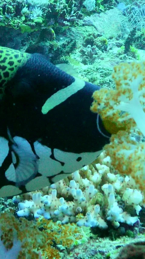 Clown triggerfish hiding behind orange soft coral Video stock 228830262