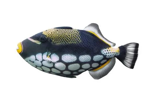 Clown Triggerfish isolated on white background. Colorful clownfish cut out .. Foto stock