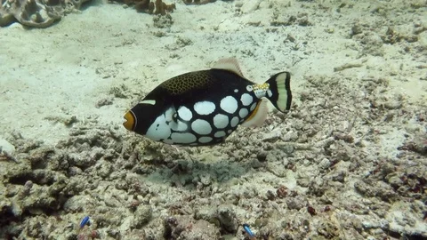 Clown triggerfish or bigspotted triggerfish, Balistoides conspicillum , Bali Stock Footage 84582557