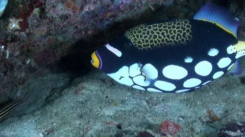 Clown Triggerfish - Philippines Stock Footage 86720620