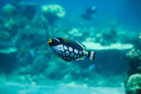 Clown Triggerfish Stock Photos